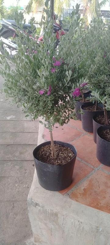 Tuyết Sơn Phi Hồng Tree Dáng 1 Thân – Cây Trang Trí Sân Vườn, Hoa Tím Hồng Nổi Bật, Chịu Nắng Tốt - Ảnh 2
