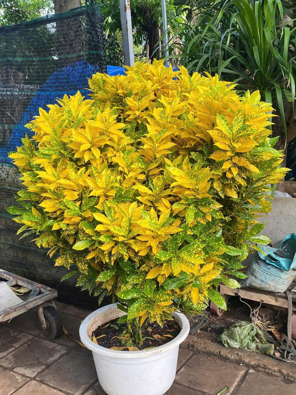 Cây Lá Cảnh Vàng Bạc – Lá Sáng Màu Ấn Tượng, Chịu Nắng Tốt, Trang Trí Sân Vườn – Lối Đi – Ban Công - Ảnh 9