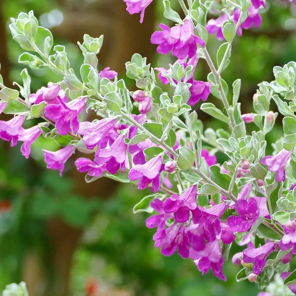 Tuyết Sơn Phi Hồng Tree Dáng 1 Thân – Cây Trang Trí Sân Vườn, Hoa Tím Hồng Nổi Bật, Chịu Nắng Tốt - Ảnh 4