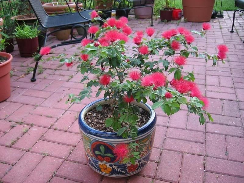 Cây Điệp Lào – Dáng Cây Đẹp, Tán Rộng Mát, Phù Hợp Trồng Sân Vườn, Làm Bonsai - Ảnh 10