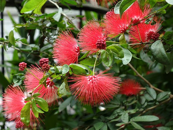 Cây Điệp Lào – Dáng Cây Đẹp, Tán Rộng Mát, Phù Hợp Trồng Sân Vườn, Làm Bonsai