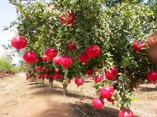 Cây Lựu Đỏ Ấn Độ – Cây Giống Ăn Quả Dễ Trồng, Trái Đỏ Mọng Nước, Trang Trí Đẹp - Ảnh 9