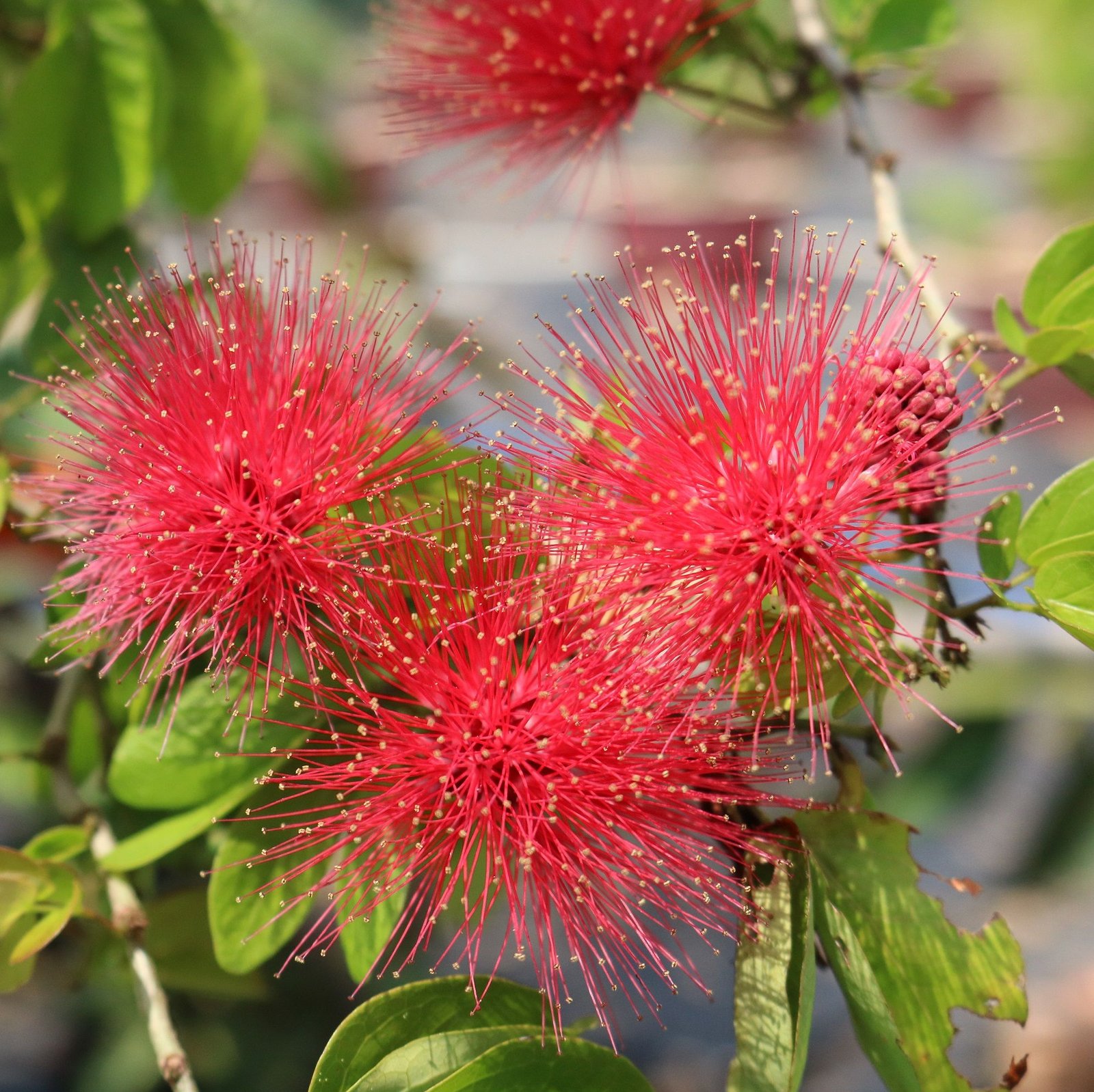 Cây Điệp Lào – Dáng Cây Đẹp, Tán Rộng Mát, Phù Hợp Trồng Sân Vườn, Làm Bonsai - Ảnh 12