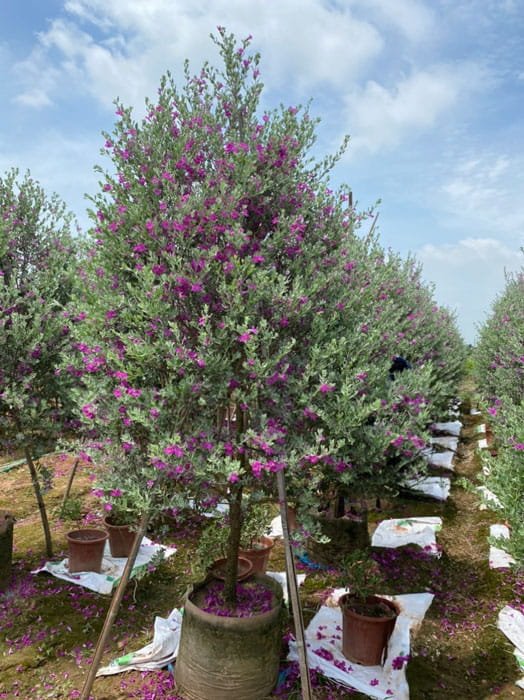 Tuyết Sơn Phi Hồng Tree Dáng 1 Thân – Cây Trang Trí Sân Vườn, Hoa Tím Hồng Nổi Bật, Chịu Nắng Tốt - Ảnh 6