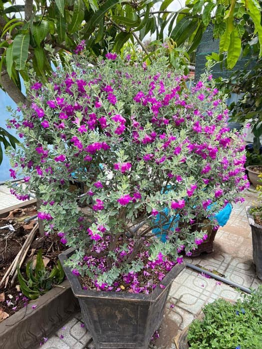 Tuyết Sơn Phi Hồng Tree Dáng 1 Thân – Cây Trang Trí Sân Vườn, Hoa Tím Hồng Nổi Bật, Chịu Nắng Tốt - Ảnh 8