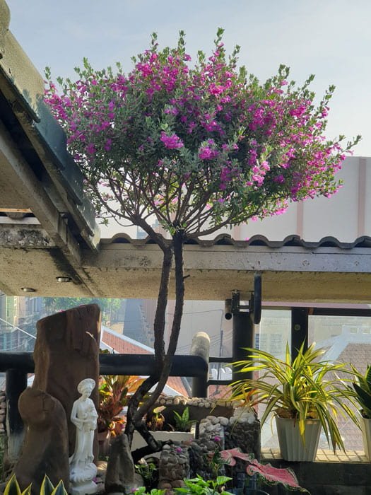 Tuyết Sơn Phi Hồng Tree Dáng 1 Thân – Cây Trang Trí Sân Vườn, Hoa Tím Hồng Nổi Bật, Chịu Nắng Tốt - Ảnh 7