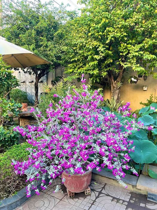 Tuyết Sơn Phi Hồng Tree Dáng 1 Thân – Cây Trang Trí Sân Vườn, Hoa Tím Hồng Nổi Bật, Chịu Nắng Tốt - Ảnh 9