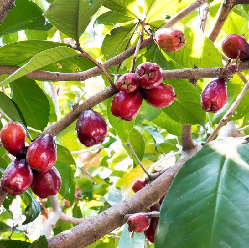 Cây Mận Điều Đỏ Hoa Đỏ – Giống Cây Ăn Trái Miền Tây, Trái Ngọt Mọng, Dễ Trồng