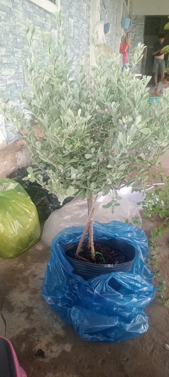 Tuyết Sơn Phi Hồng Tree Dáng 1 Thân – Cây Trang Trí Sân Vườn, Hoa Tím Hồng Nổi Bật, Chịu Nắng Tốt - Ảnh 10