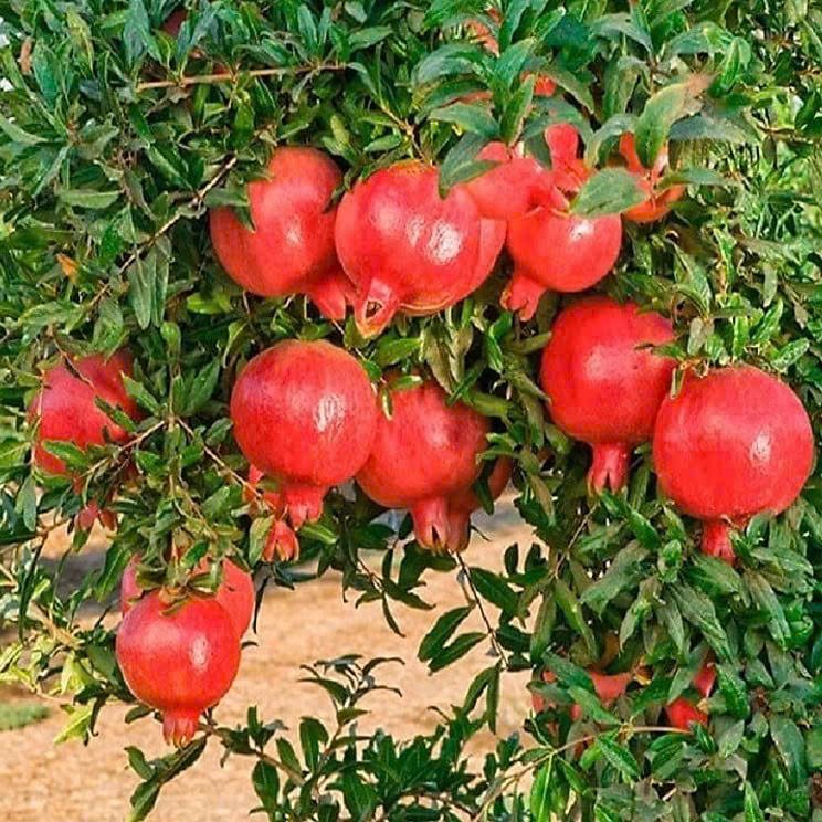 Cây Lựu Đỏ Ấn Độ – Cây Giống Ăn Quả Dễ Trồng, Trái Đỏ Mọng Nước, Trang Trí Đẹp - Ảnh 4