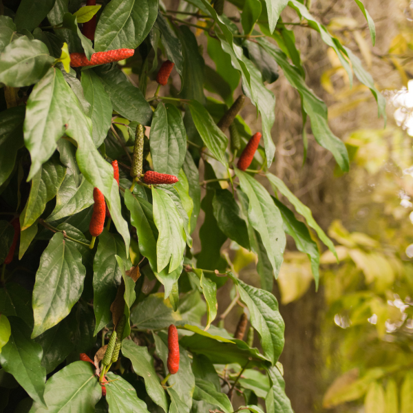 Cây Tiêu Lốp (Tiêu Lốt) – Gia Vị Tự Nhiên Cay Thơm, Dễ Trồng Tại Nhà