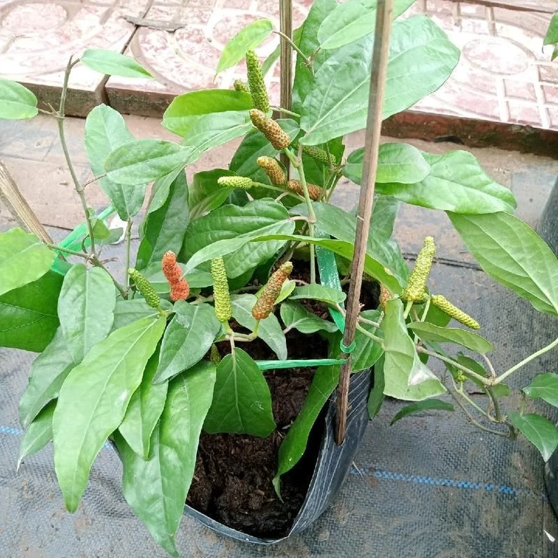 Cây Tiêu Lốp (Tiêu Lốt) – Gia Vị Tự Nhiên Cay Thơm, Dễ Trồng Tại Nhà - Ảnh 2