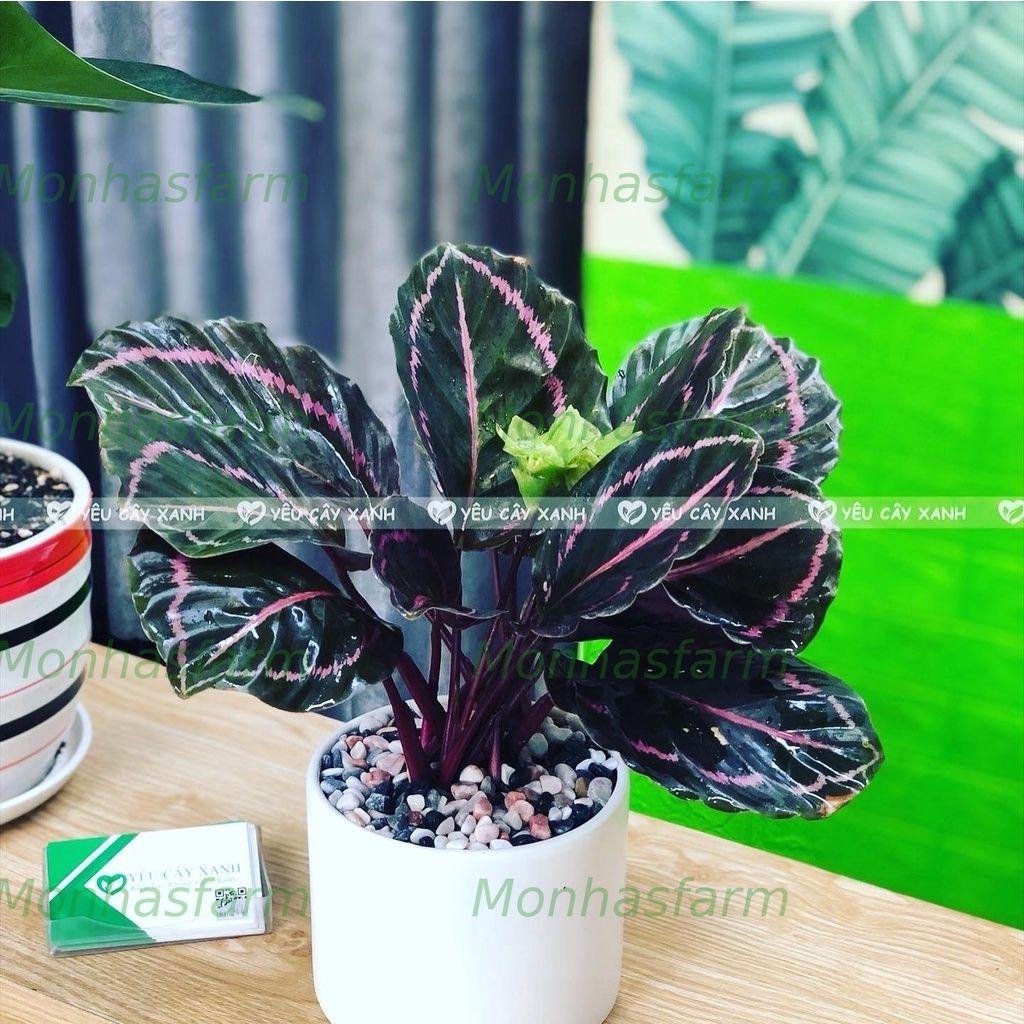 Cây Đuôi Công Tím Lá Tròn 20cm - Trồng Chậu Sứ, Trang Trí Bàn Làm Việc - Ảnh 4