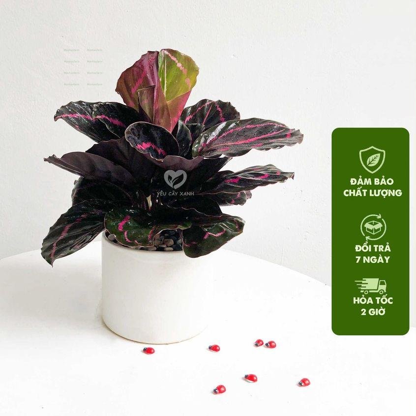 Cây Đuôi Công Tím Lá Tròn 20cm - Trồng Chậu Sứ, Trang Trí Bàn Làm Việc