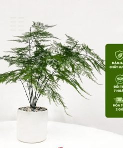 Cây Thủy Tùng - Trồng Chậu Sứ, Chiều Cao 20cm, Tán Sum Suê, Trang Trí Nội Thất