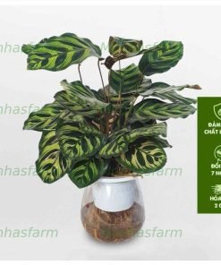 Cây Đuôi Công Thủy Sinh - Chiều Cao 15cm, Dễ Chăm Sóc, Trang Trí Bàn Làm Việc