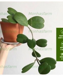 Cây cẩm cù lá tim chiều dài 45cm cây ổn định ,thích hợp treo ban công, trang trí hàng quán sân vườn