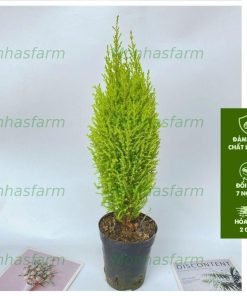 Cây tùng thơm - cây tùng thơm mini chiều cao 20cm thích hợp trang trí bàn làm việc
