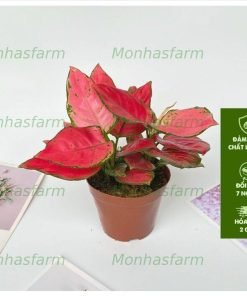 Cây Vạn Lộc Đỏ - Chiều Cao 20cm, Sức Sống Tốt, Trang Trí Nội Thất