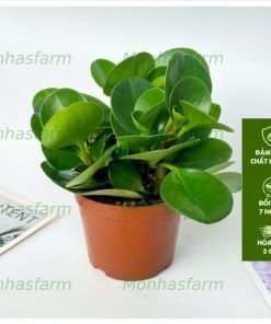 Cây Trường Sinh - Chiều Cao 15cm, Cây Để Bàn, Trang Trí & Làm Quà Tặng Ý Nghĩa