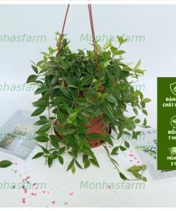 Cây Bình An - Trồng Chậu Treo, Cây Buông Rủ Đẹp, Sức Sống Khỏe, Trang Trí Ban Công, Quán Cafe & Nội Thất