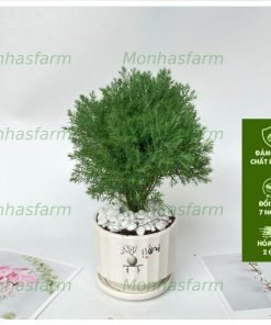 Cây Tùng Bồng Lai - Kèm Chậu Sứ, Chiều Cao 25cm, Trang Trí Bàn Làm Việc & Văn Phòng
