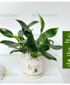 Cây Trầu Bà Đế Vương Xanh - Cây Đại Đế Xanh, Kèm Chậu Sứ Trắng, Chiều Cao 25cm, Trang Trí Bàn Làm Việc