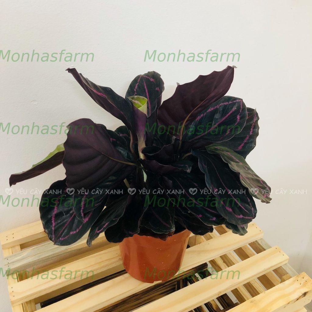 Cây Đuôi Công Tím Lá Tròn 20cm - Trồng Chậu Sứ, Trang Trí Bàn Làm Việc - Ảnh 7