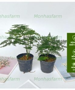 Cây Thủy Tùng Mini – Chiều Cao 20cm, Trang Trí Bàn Làm Việc Thanh Lịch