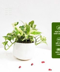 Cây Vạn Niên Thanh Cẩm Thạch - Kèm Chậu Sứ, Chiều Cao 20cm, Trang Trí Bàn Làm Việc & Văn Phòng