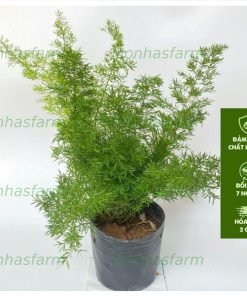 Cây Đuôi Chồn - Chiều Cao 25cm, Lá Sum Suê, Trang Trí Cảnh Quan & Decor Quán Cafe