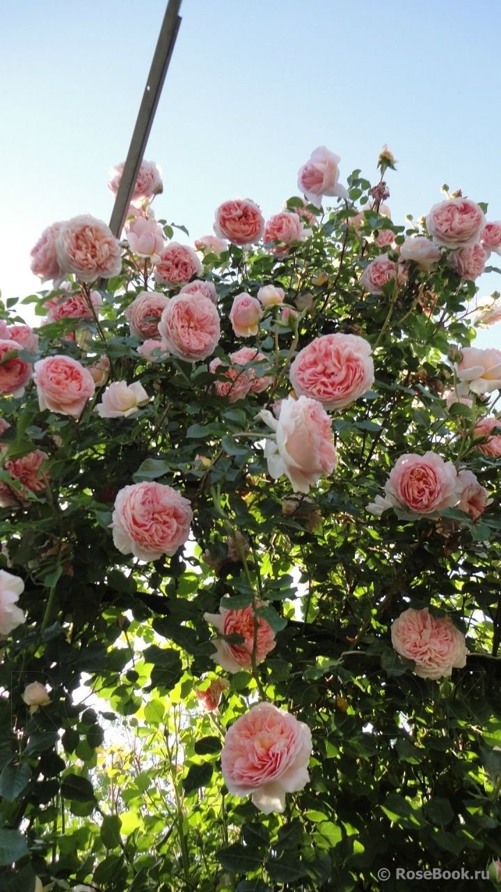 Hoa hồng leo Abraham Darby – Nữ hoàng hồng Anh sắc cam hồng quyến rũ - Ảnh 9