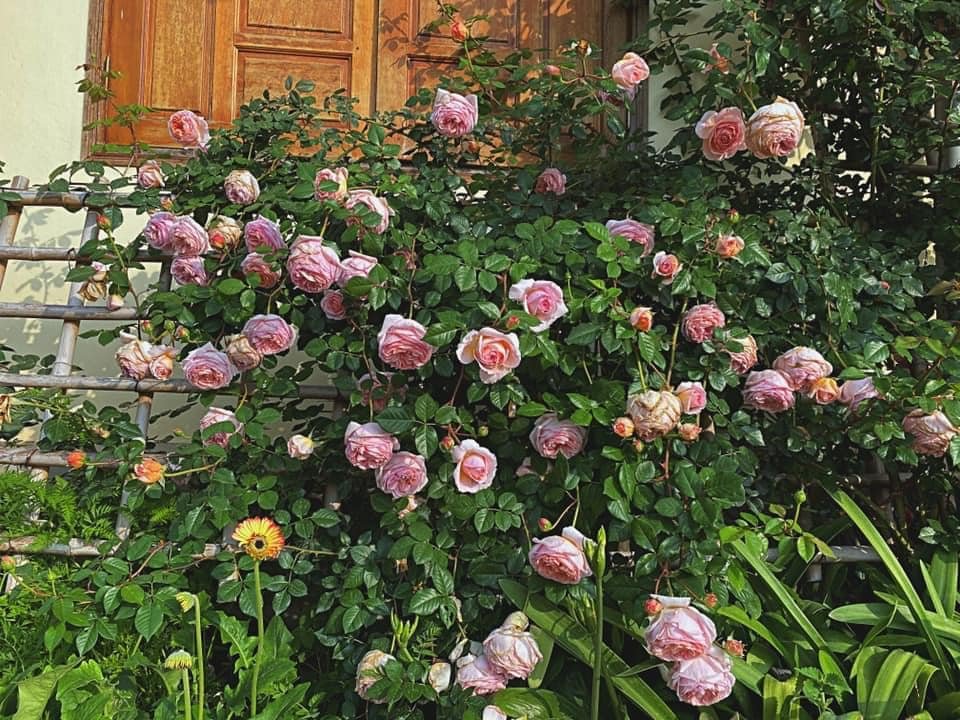 Hoa hồng leo Abraham Darby – Nữ hoàng hồng Anh sắc cam hồng quyến rũ