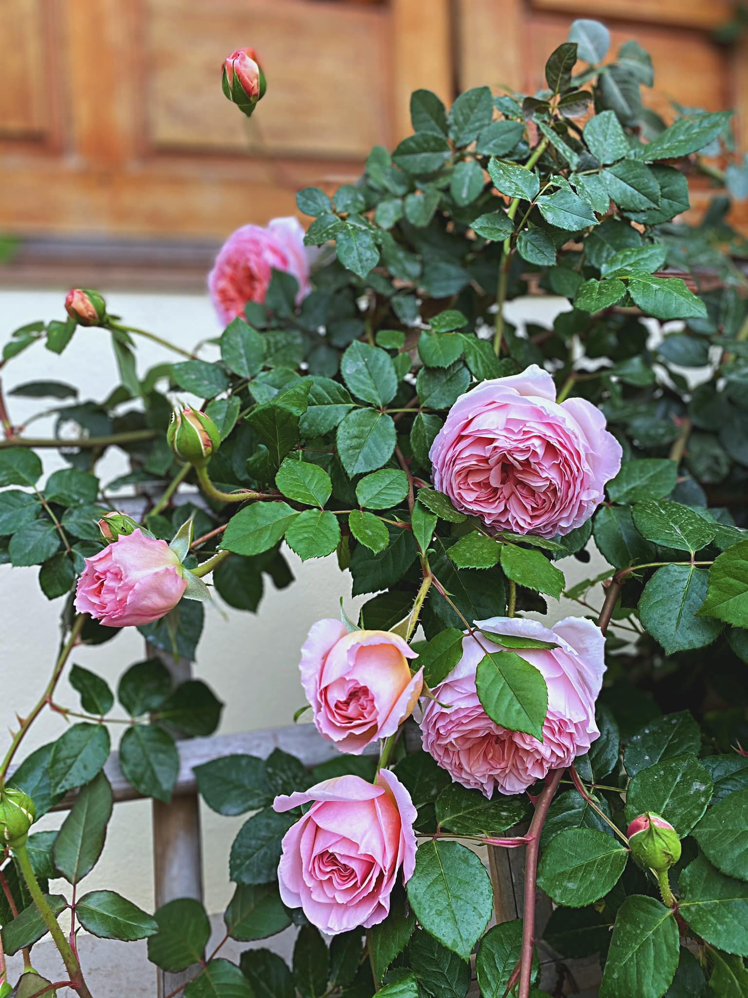 Hoa hồng leo Abraham Darby – Nữ hoàng hồng Anh sắc cam hồng quyến rũ - Ảnh 6