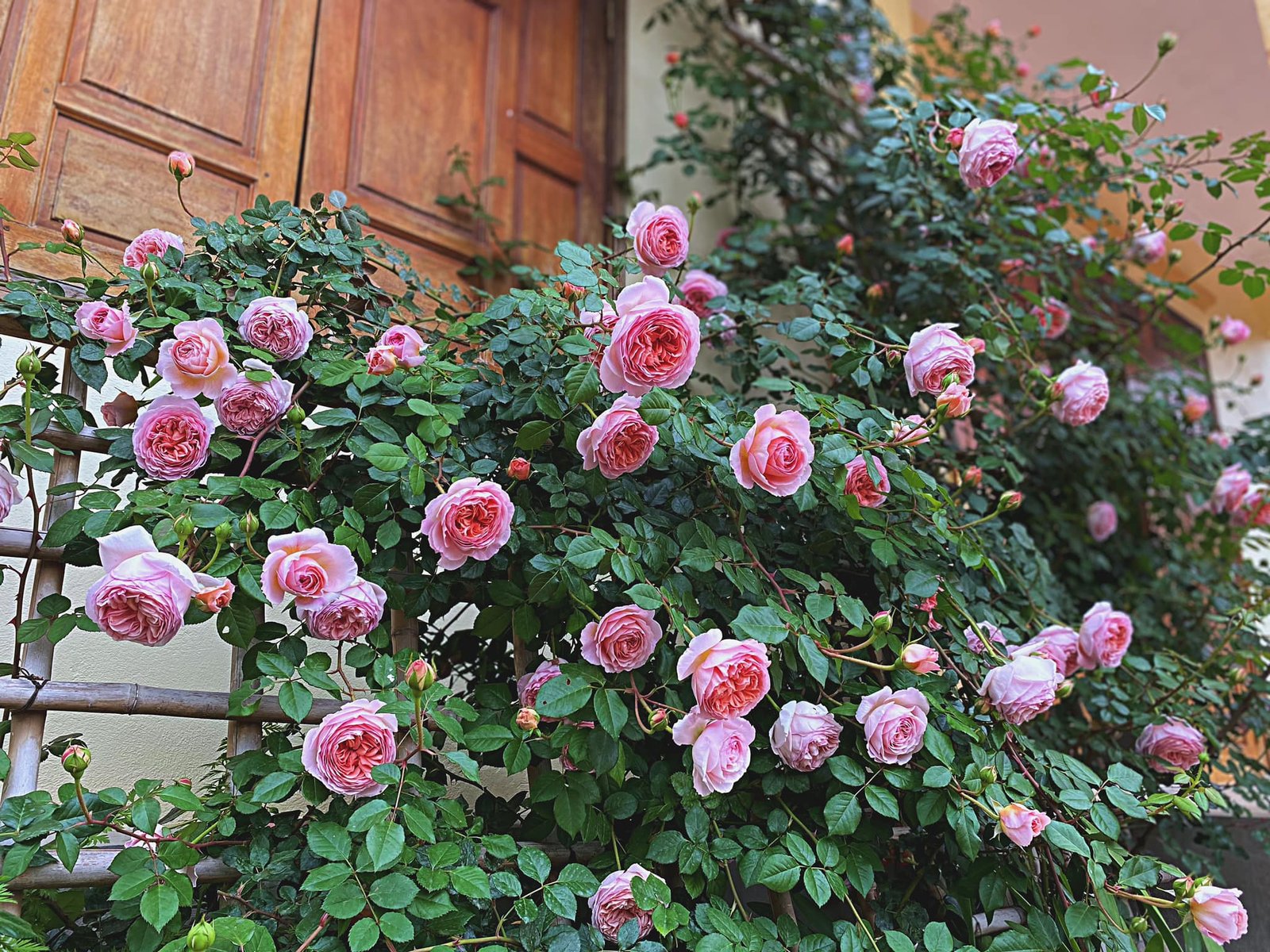 Hoa hồng leo Abraham Darby – Nữ hoàng hồng Anh sắc cam hồng quyến rũ - Ảnh 5