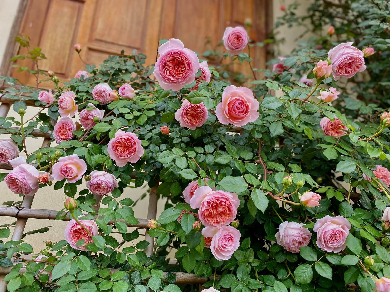 Hoa hồng leo Abraham Darby – Nữ hoàng hồng Anh sắc cam hồng quyến rũ - Ảnh 4