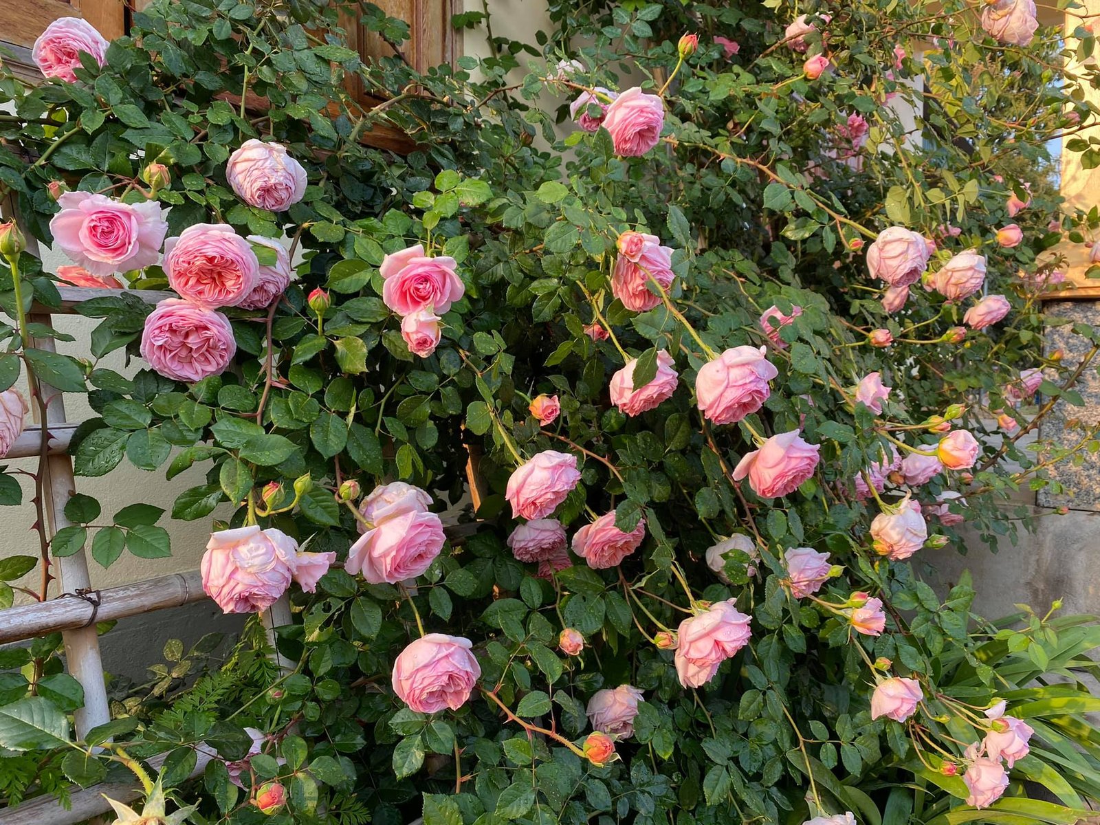 Hoa hồng leo Abraham Darby – Nữ hoàng hồng Anh sắc cam hồng quyến rũ - Ảnh 3