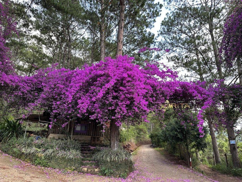 Hoa Giấy Tím Pháp – Cây Khỏe Đẹp, Dáng Sang, Hoa Tím Rực - Ảnh 4