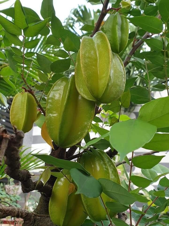 Cây Giống Khế Ngọt Siêu Quả – Cây Ăn Trái Dễ Trồng, Quả Ngọt Mọng Nước, Sai Trái Quanh Năm - Ảnh 3