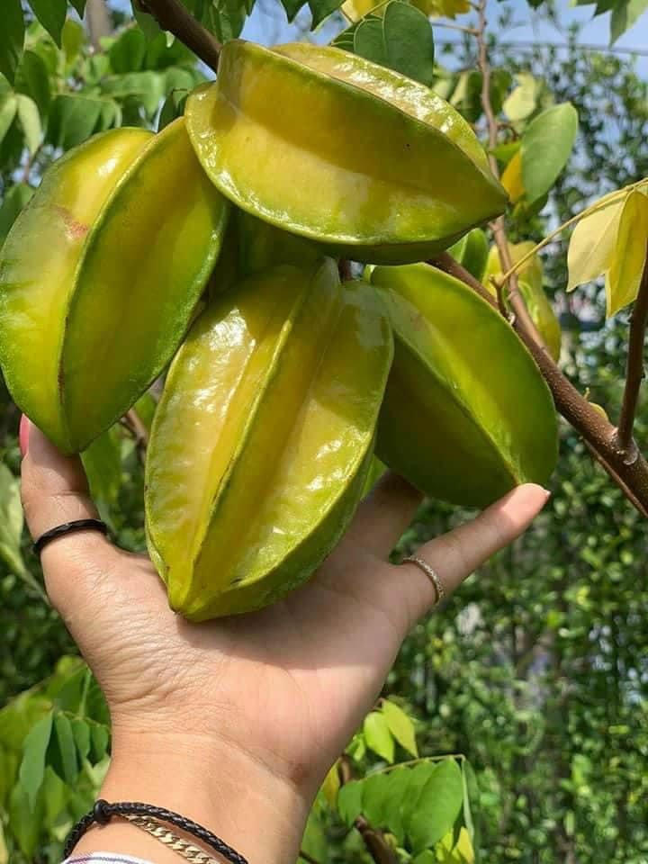 Cây Giống Khế Ngọt Siêu Quả – Cây Ăn Trái Dễ Trồng, Quả Ngọt Mọng Nước, Sai Trái Quanh Năm - Ảnh 4