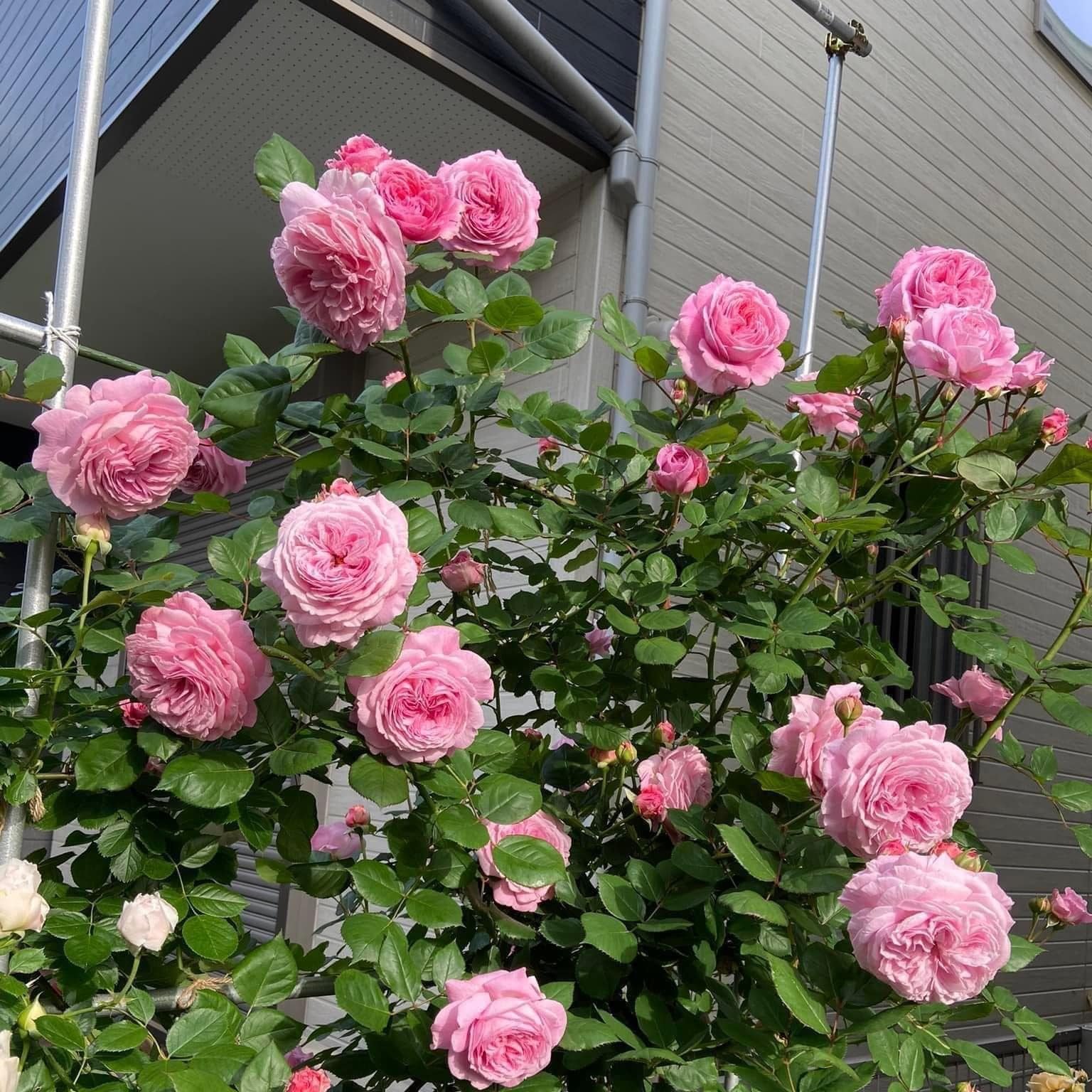 Hoa Hồng Leo Bishop – Hoa Hồng Ngoại Siêu Thơm, Cây Nguyên Bản Khỏe, Leo Mạnh