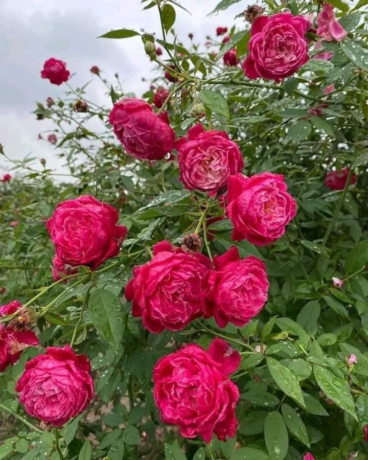 Cây Hồng Cổ Huế Nguyên Bản – Giống Hồng Cổ Đẹp, Hoa Sai, Thơm, Dễ Trồng - Ảnh 7