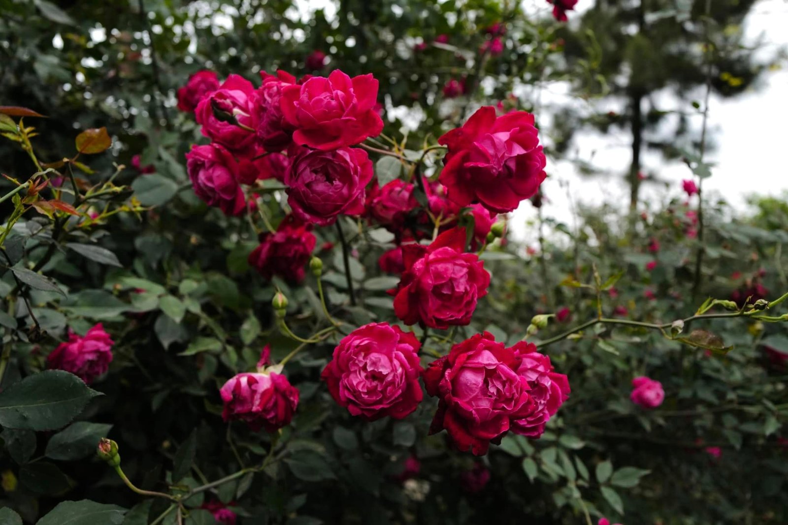 Cây Hồng Cổ Huế Nguyên Bản – Giống Hồng Cổ Đẹp, Hoa Sai, Thơm, Dễ Trồng - Ảnh 8