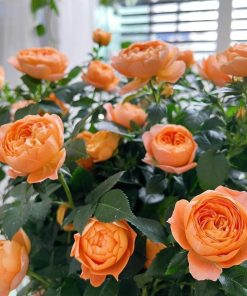 Hoa Hồng Tezza Cá Hồi – Sắc Cam Cá Hồi Ngọt Ngào, Hoa Chùm Sai, Dáng Cây Gọn Dễ Trồng