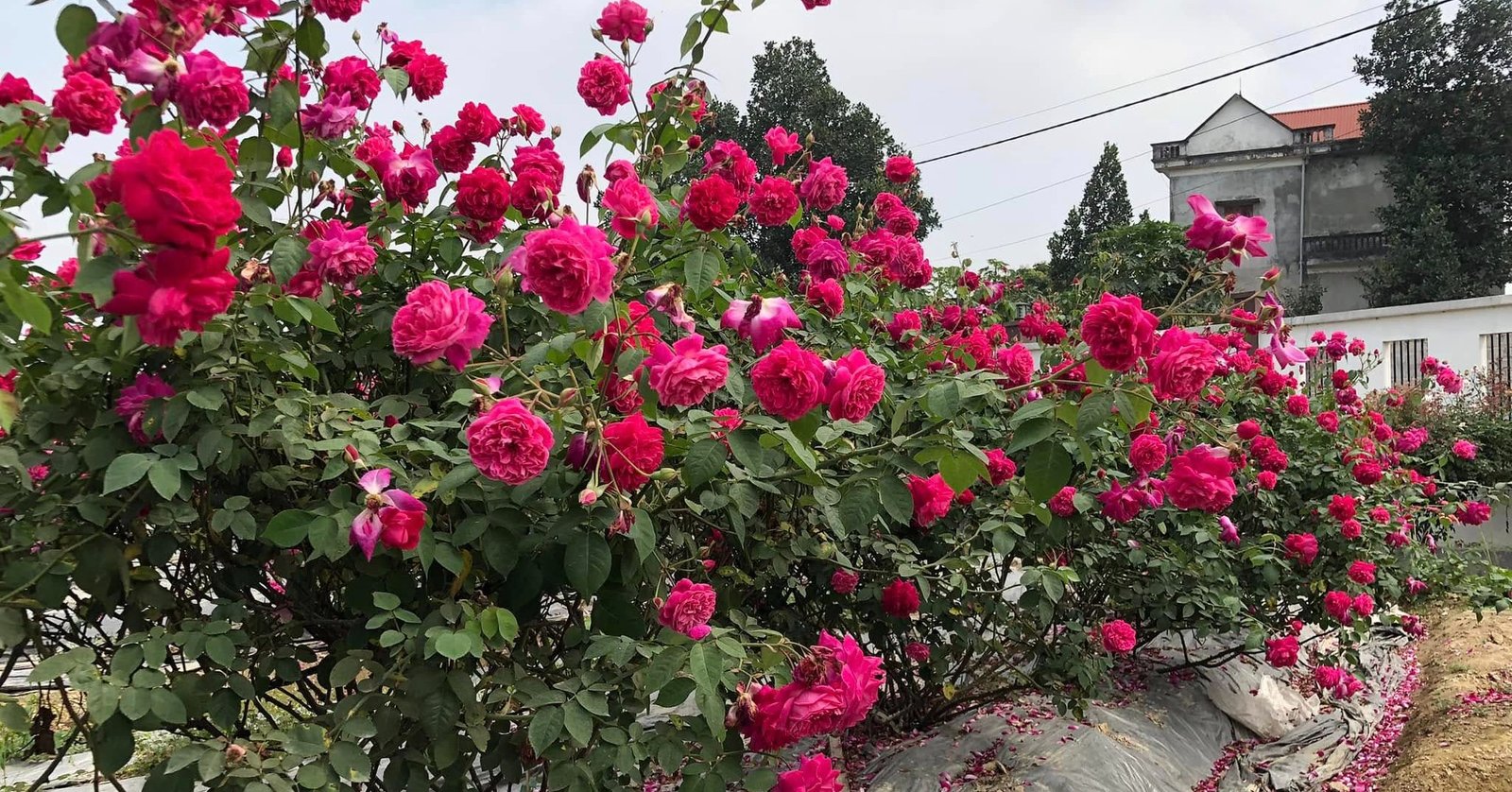 Cây Hồng Cổ Huế Nguyên Bản – Giống Hồng Cổ Đẹp, Hoa Sai, Thơm, Dễ Trồng - Ảnh 9