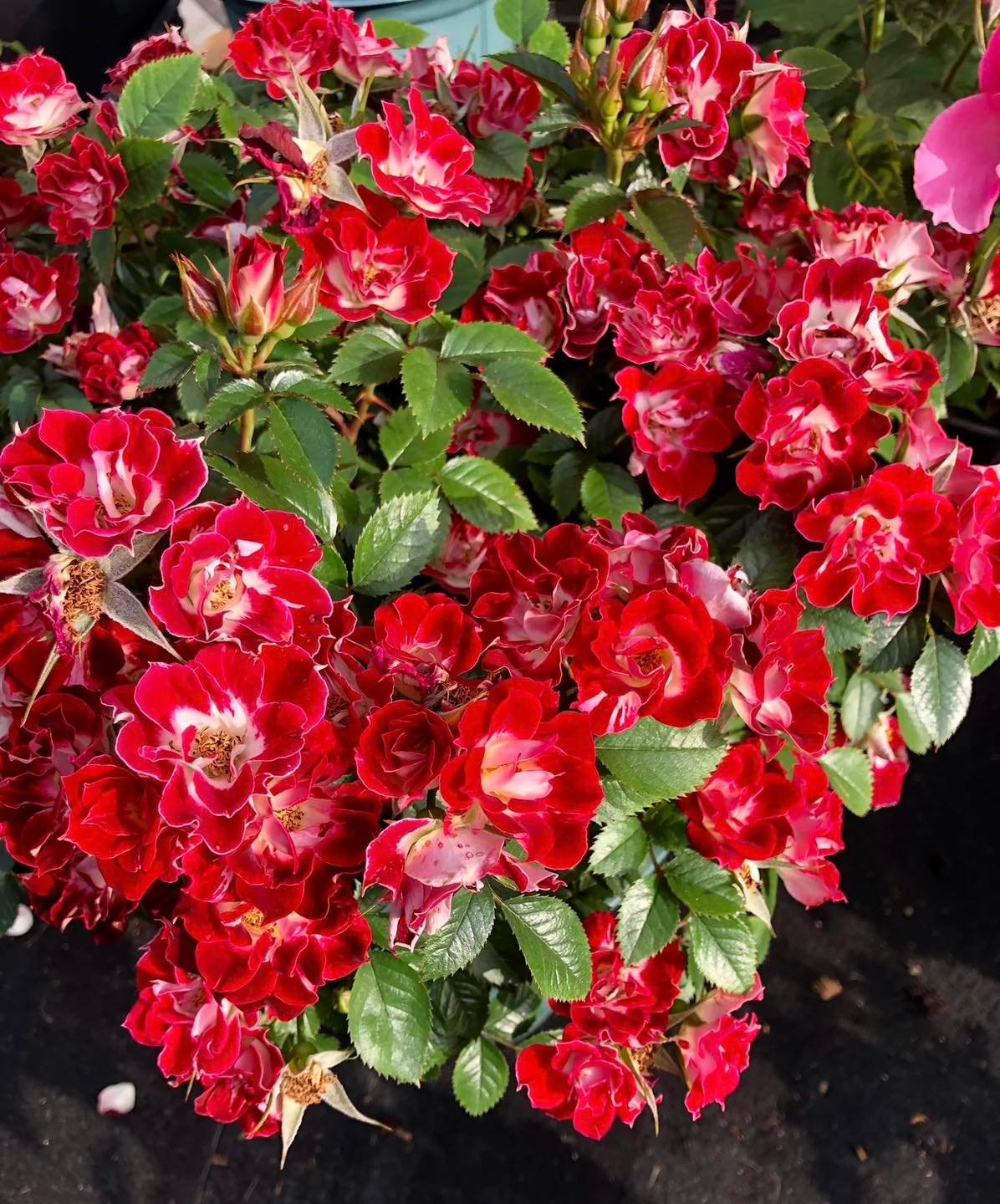 Hoa Hồng Eyes Paint – Mắt Biếc Lạ Mắt, Rực Rỡ Sai Hoa Quanh Năm - Ảnh 3