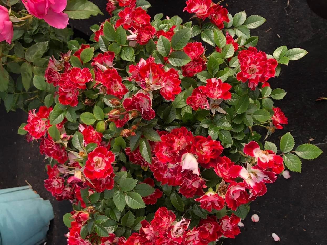 Hoa Hồng Eyes Paint – Mắt Biếc Lạ Mắt, Rực Rỡ Sai Hoa Quanh Năm - Ảnh 5