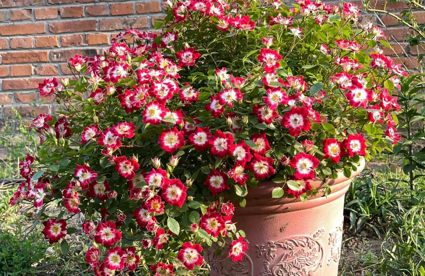 Hoa Hồng Eyes Paint – Mắt Biếc Lạ Mắt, Rực Rỡ Sai Hoa Quanh Năm