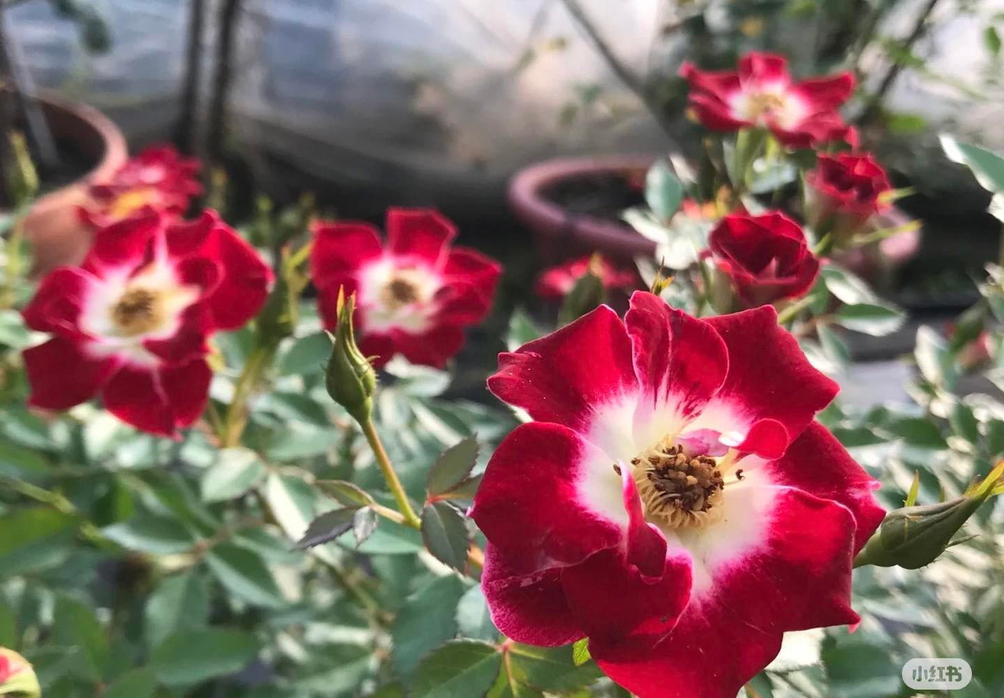 Hoa Hồng Eyes Paint – Mắt Biếc Lạ Mắt, Rực Rỡ Sai Hoa Quanh Năm - Ảnh 7