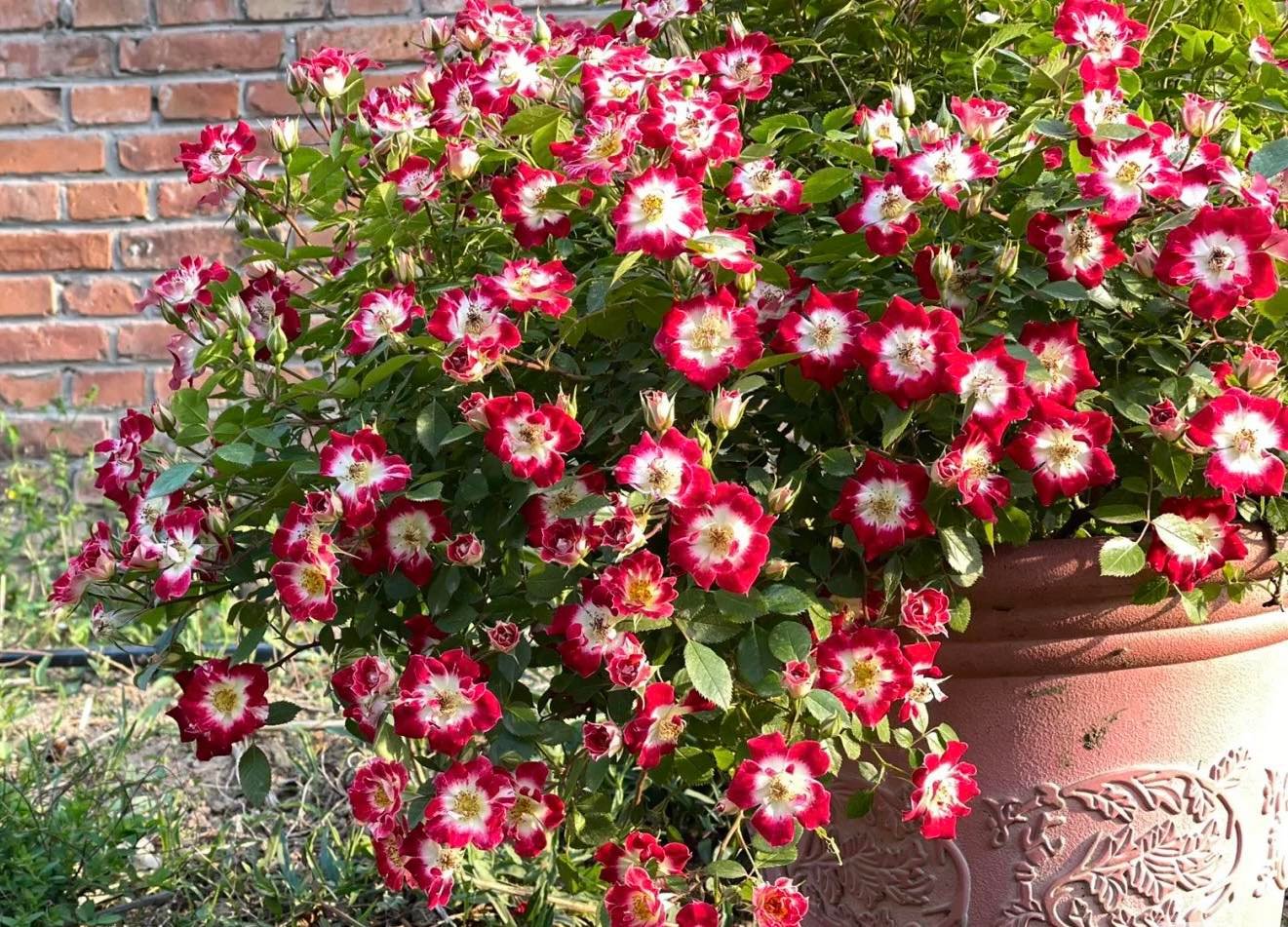 Hoa Hồng Eyes Paint – Mắt Biếc Lạ Mắt, Rực Rỡ Sai Hoa Quanh Năm - Ảnh 8